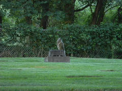 Bubo virginianus lagophonus