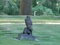 Bubo virginianus lagophonus