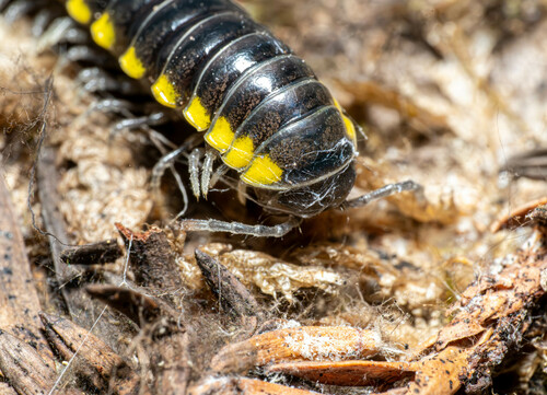 Yellow-spotted millipede