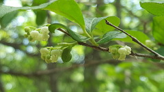 Lyonia ligustrina