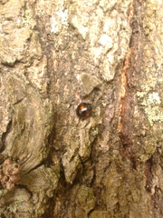 Chilocorus stigma