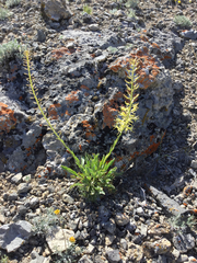 Stanleya viridiflora