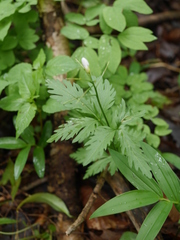 Cardamine maxima