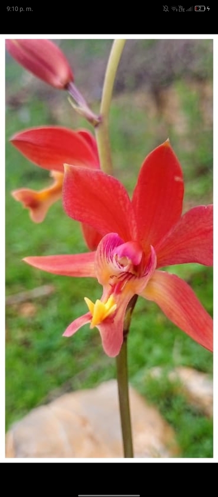 Bletia coccinea