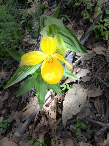Irapeo Orchid (Cypripedium irapeanum)