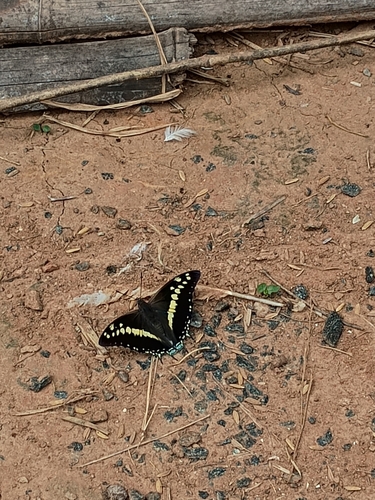 Black Rajah
