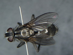 Phyto melanocephala