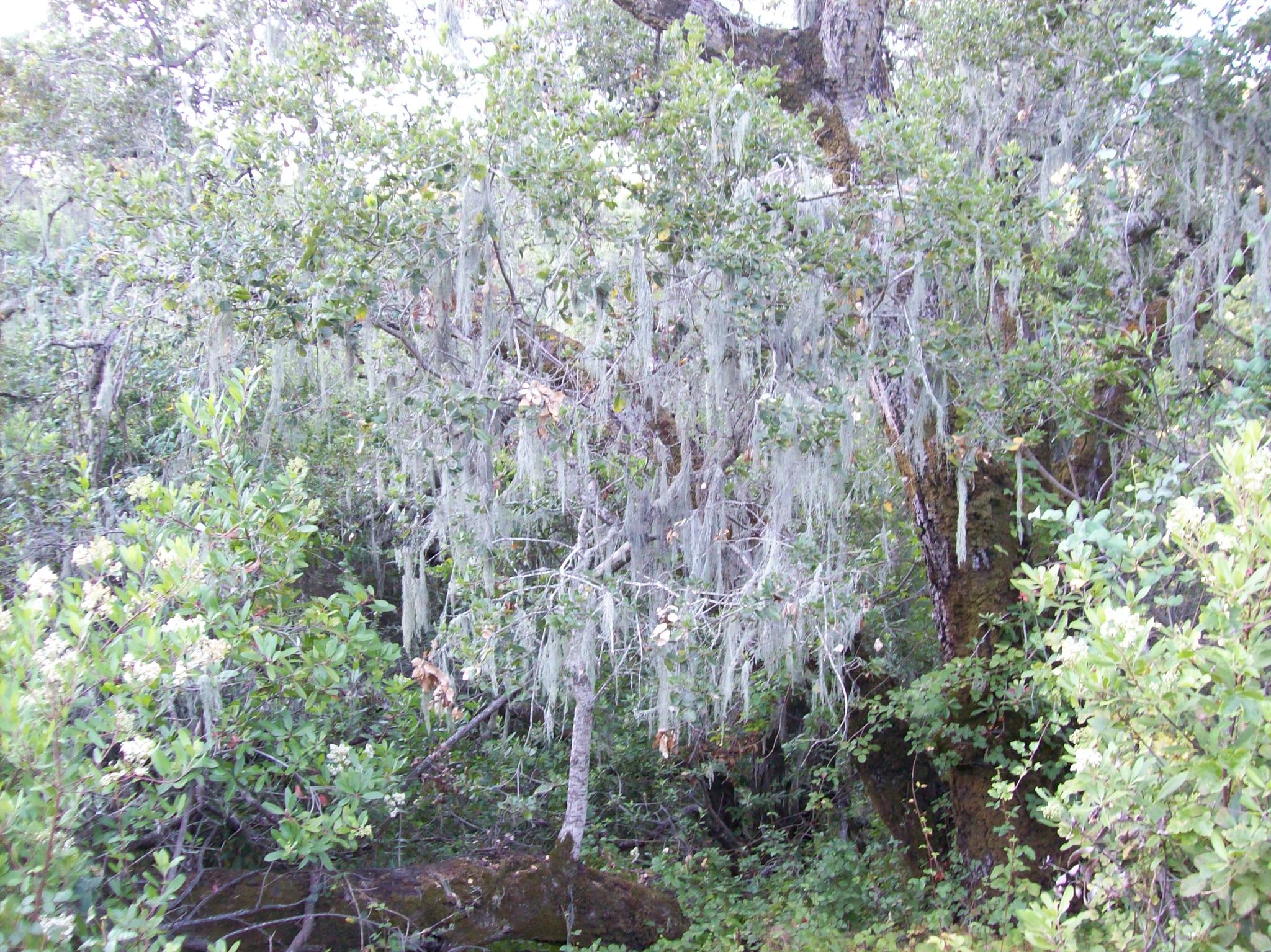 Ramalina menziesii image