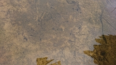 Bufo bufo