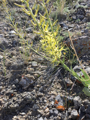 Stanleya viridiflora