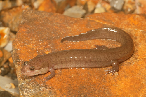 Ouachita Dusky Salamander
