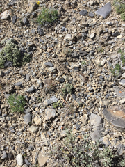 Phrynosoma douglasii