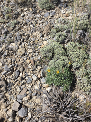 Phrynosoma douglasii