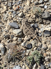 Phrynosoma douglasii