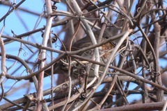 Passerella iliaca altivagans
