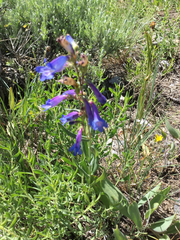 Penstemon