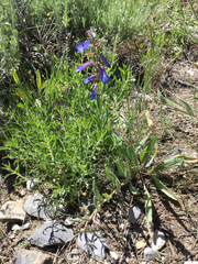 Penstemon