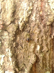 Chilocorus stigma