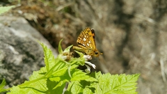 Carterocephalus mandan
