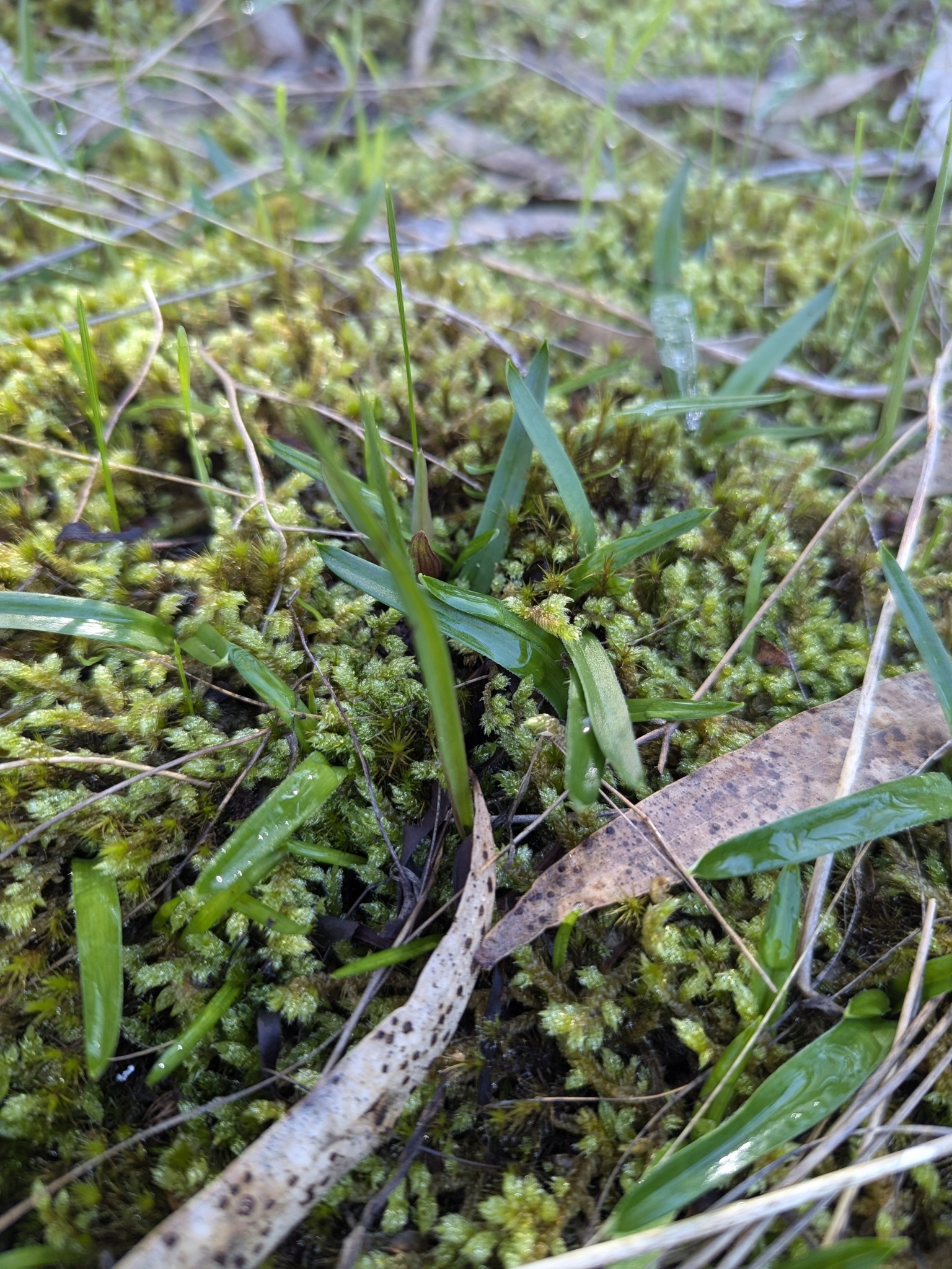 Imagem de Chamaescilla corymbosa não possui um nome popular amplamente reconhecido no Brasil