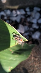 Phidippus carolinensis