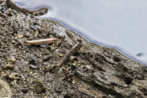 Periophthalmus kalolo