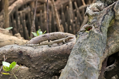 Bennett’s long-tailed monitor, Varanus bennetti