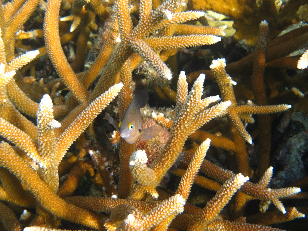 staghorn coral (Caribbean Coral Reef Food Web) · iNaturalist