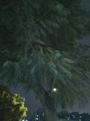 Araucaria heterophylla
