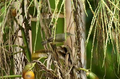 Zosterops hypolais