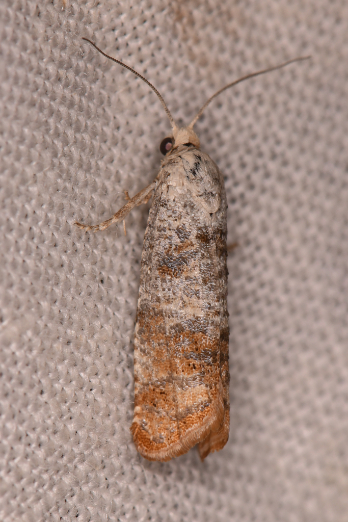 Rhyacionia multilineata