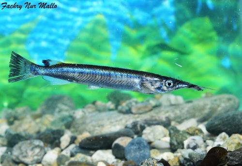 Bigjaw halfbeak (Nomorhamphus megarrhamphus) — Zenarchopteridae