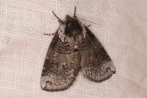 Euthyatira semicircularis photo 4