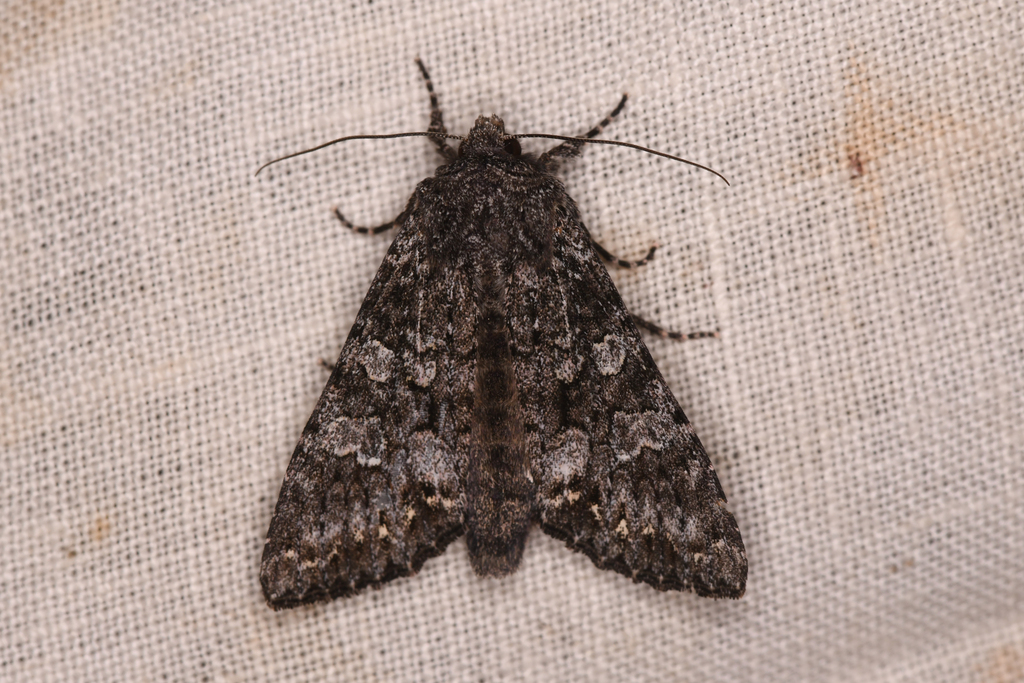 Papestra invalida