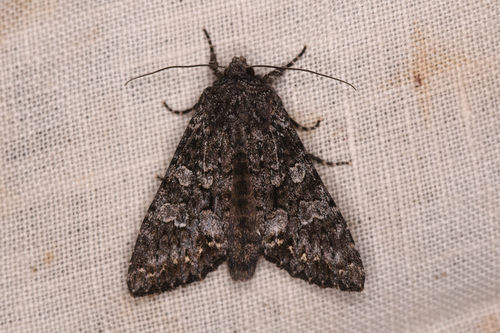 Papestra invalida
