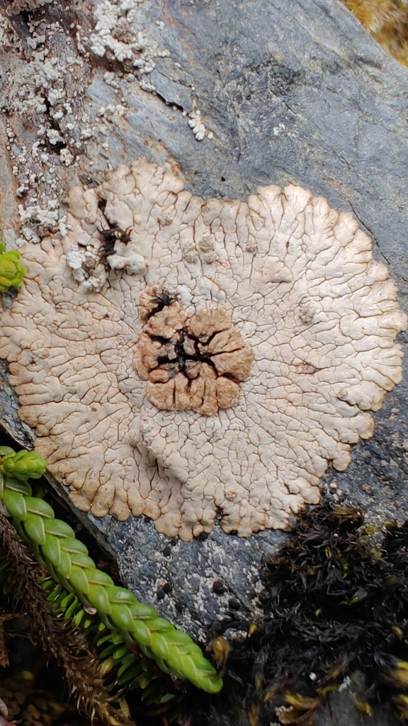 bullseye lichens from Sitka, AK 99835, USA on July 5, 2024 at 02:52 PM ...