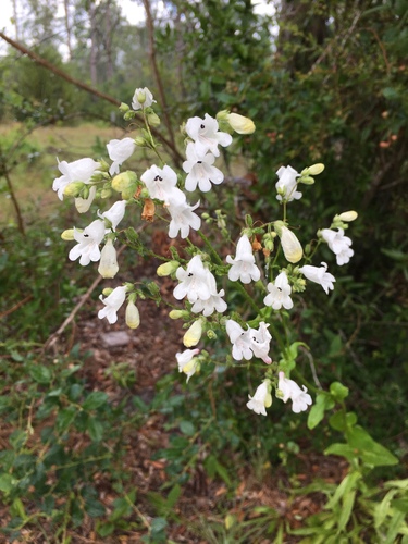 Penstemon multiflorus