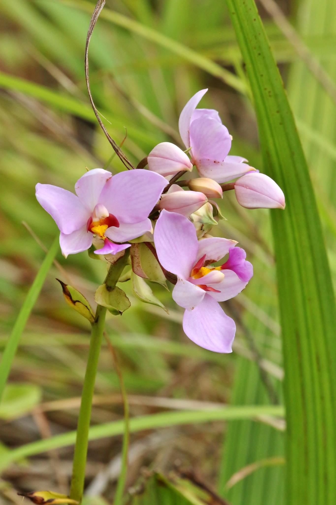 Caroline Ground Orchid (Spathoglottis carolinensis)