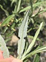 Salix eleagnos