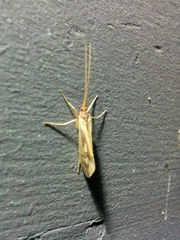 Platycentropus radiatus