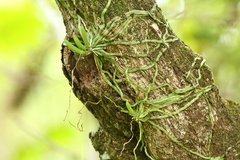 Taeniophyllum marianense