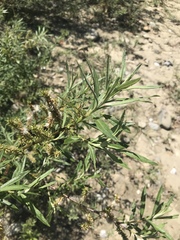 Salix eleagnos