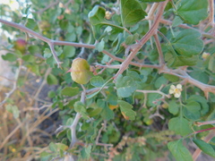 Serjania spinosa