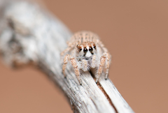 Habronattus amicus