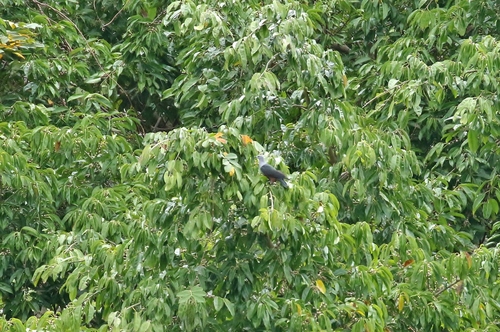 Ducula oceanica observed 2019-04-01