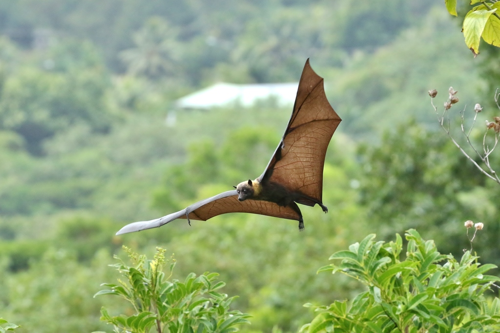 Pelew Flying Fox
