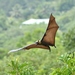 Palau Flying-Fox - Photo (c) Thibaud Aronson, some rights reserved (CC BY-SA), uploaded by Thibaud Aronson