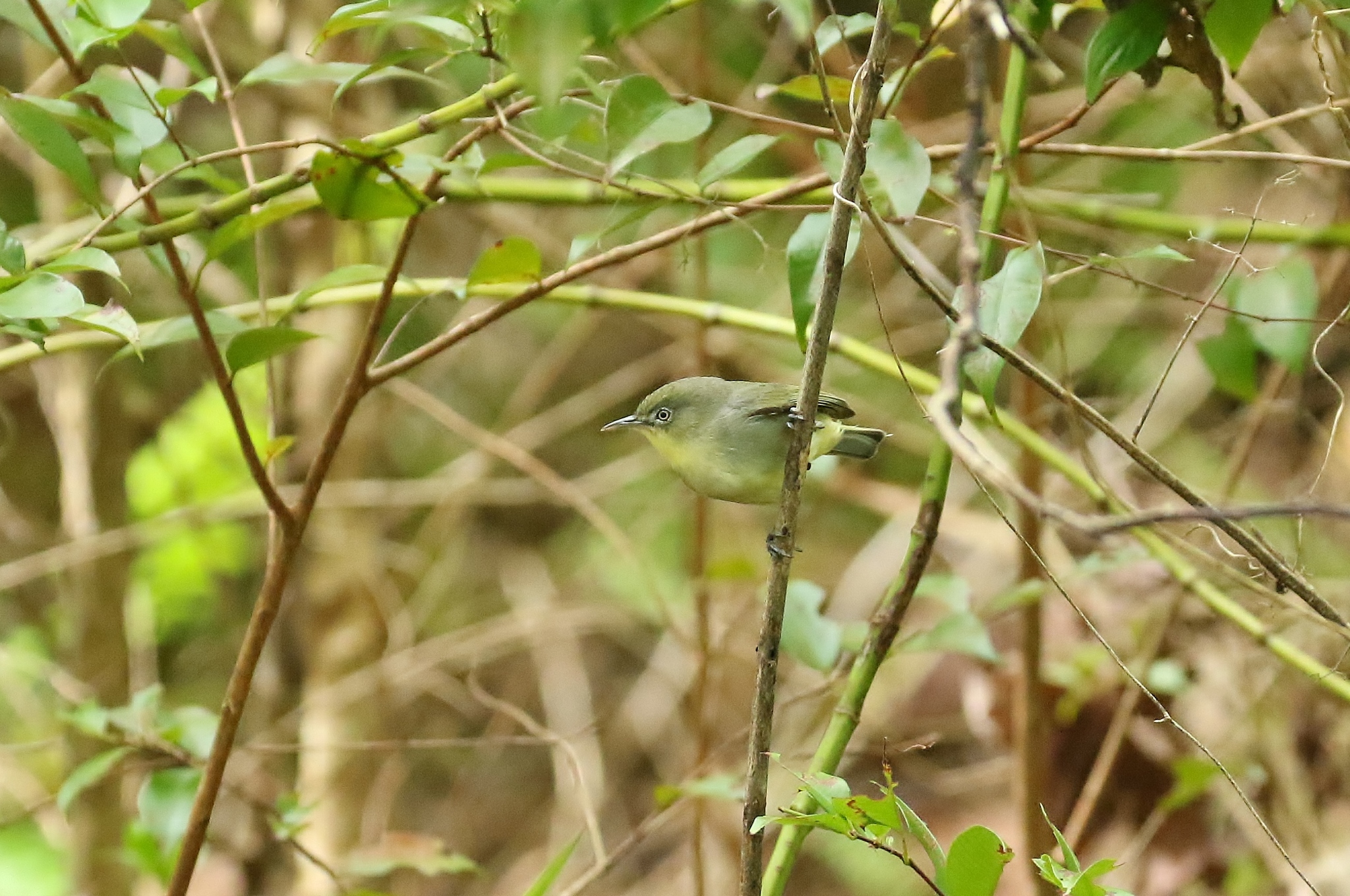 Plain White-eye illustration