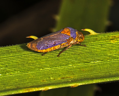 Oncometopia hamiltoni