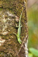 Lamprolepis smaragdina